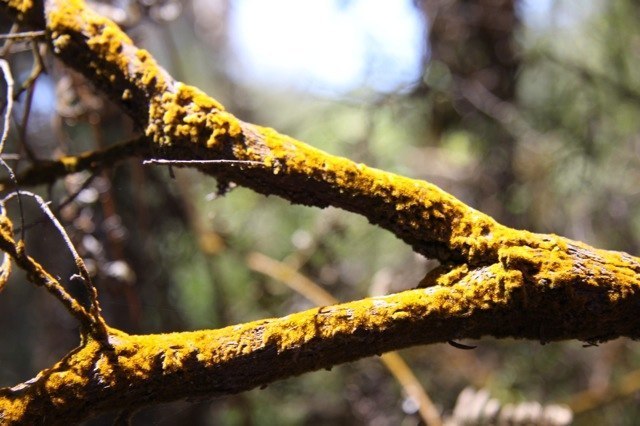 sulphured moss