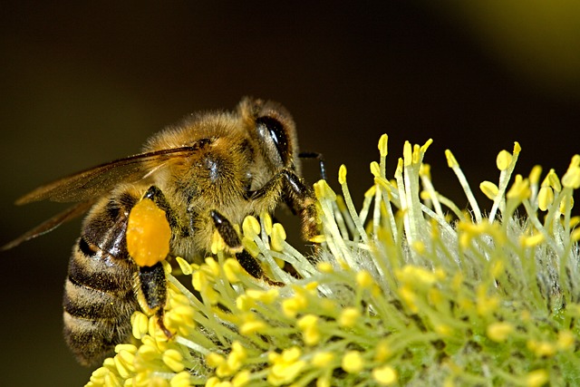 Krafttier Biene von Dentler Marock
