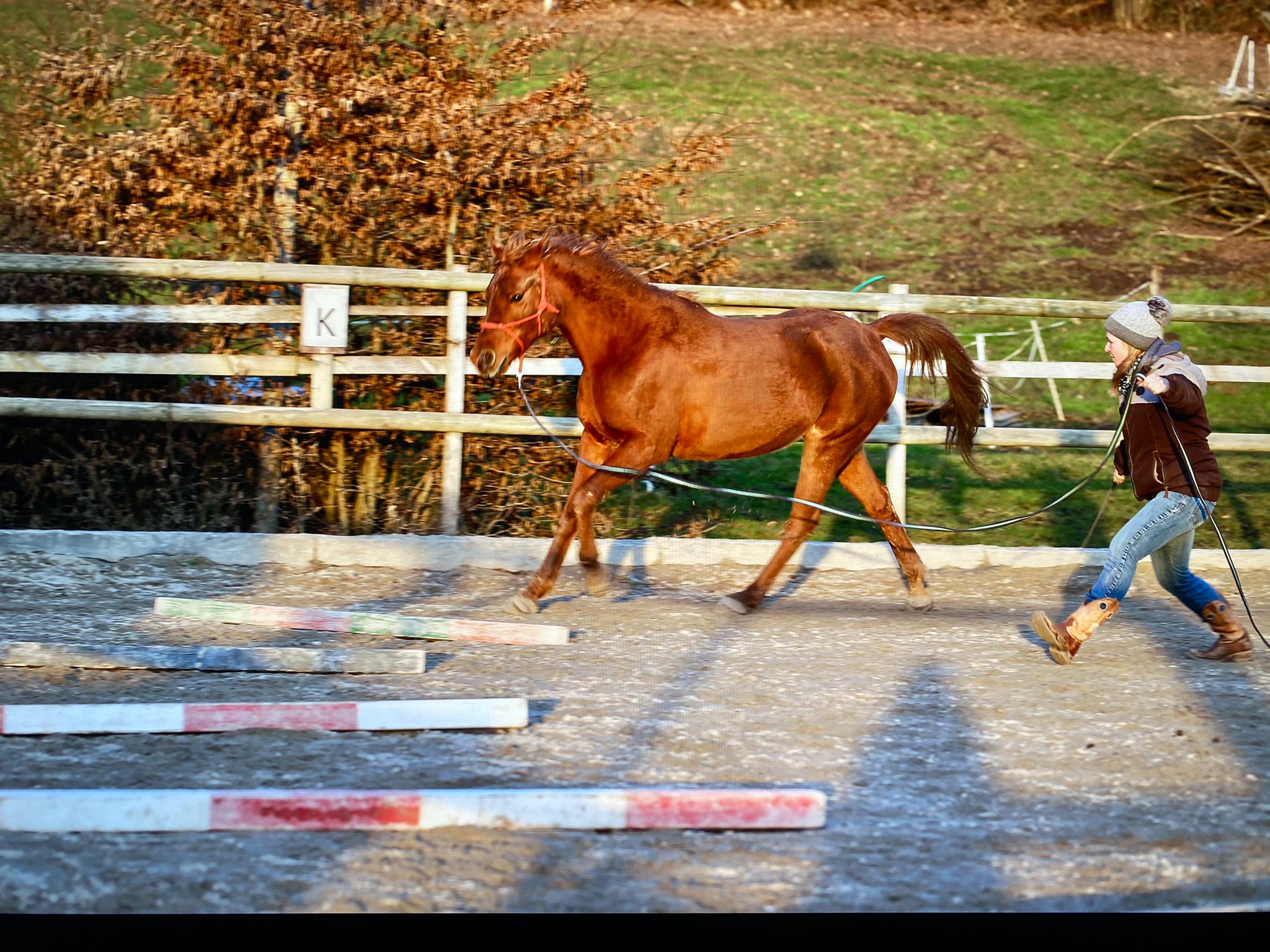 Für Pferdefans: Stangenarbeit Übungsaufbau 1
