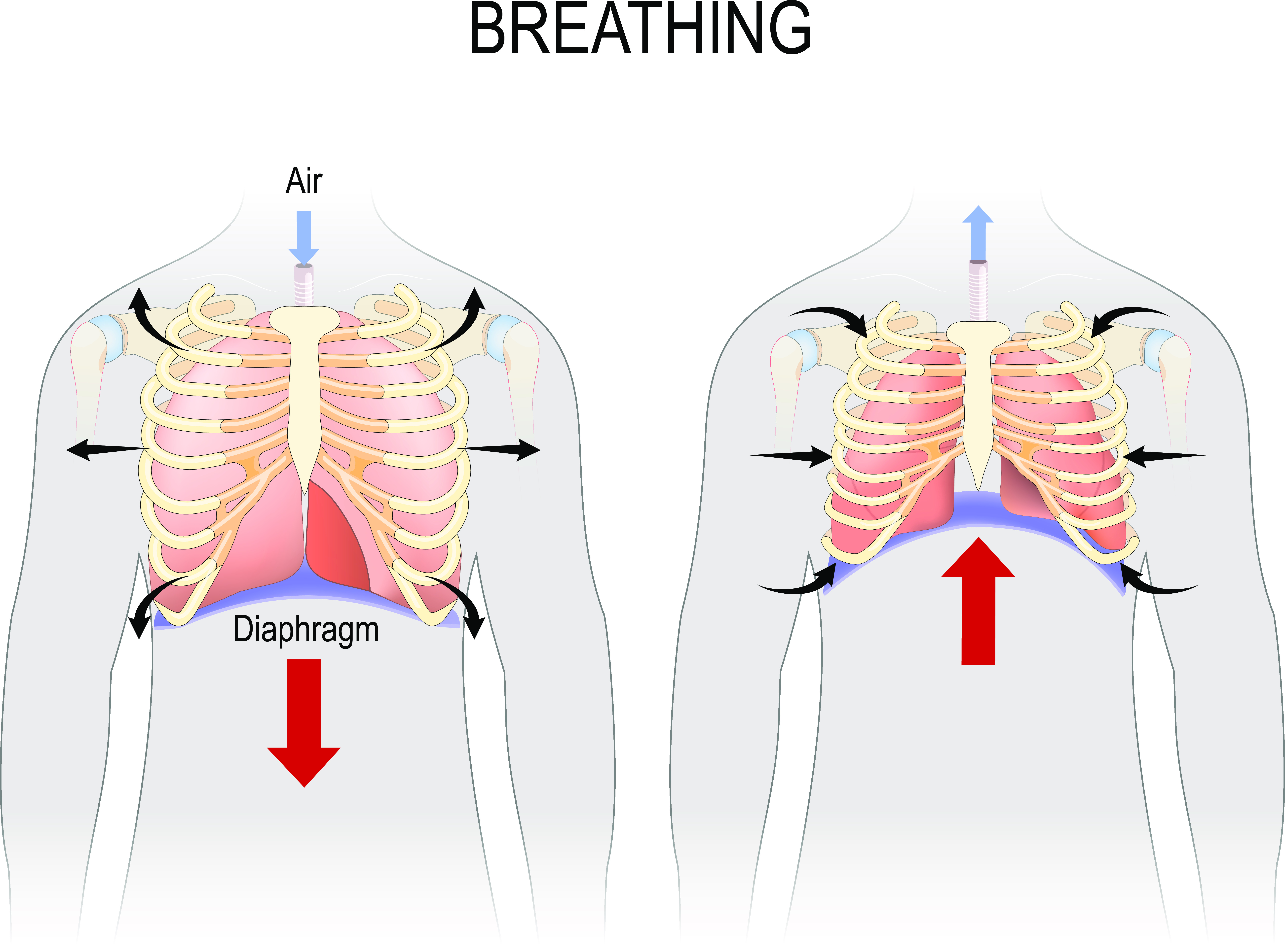 gesundes Atmen - gesunde Lunge