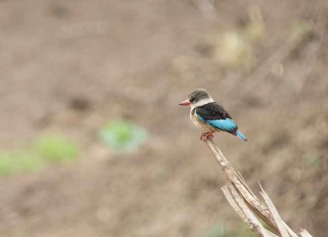 Photo Safari Botswana 2023, Kingfisher