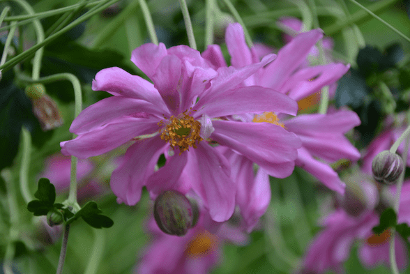 Anemone  Japonica-Hybride `Prinz Heinrich`