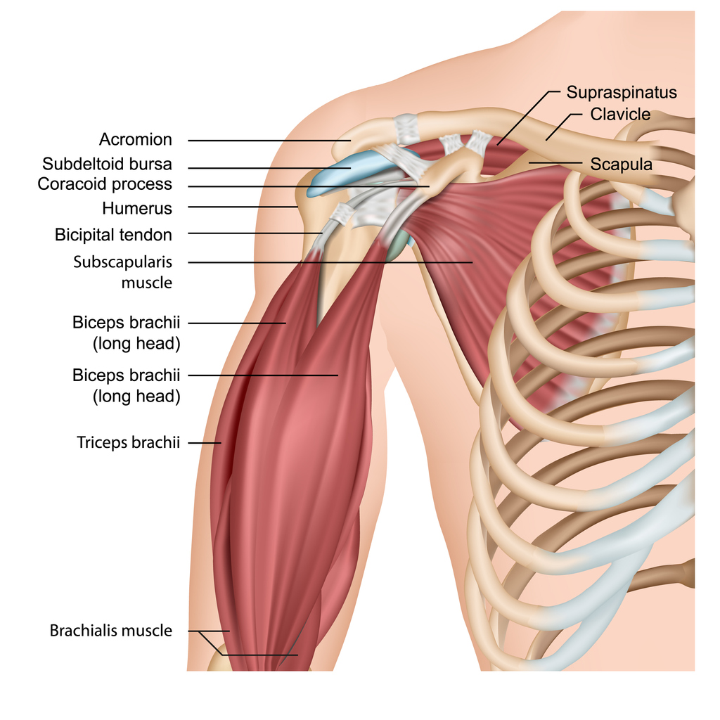 Schulter-und Armmuskeln der medizinischen Vektordarstellung auf weißem Hintergrund