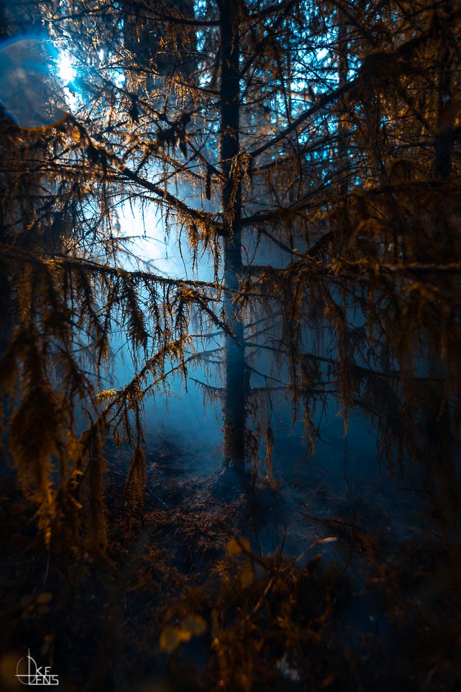 Foggy Forest IV
