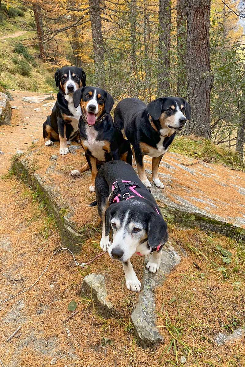 Bro vom Kornried, Goya von Wellisingen, Xena von der Untergass und Alina-Maika vom Randental