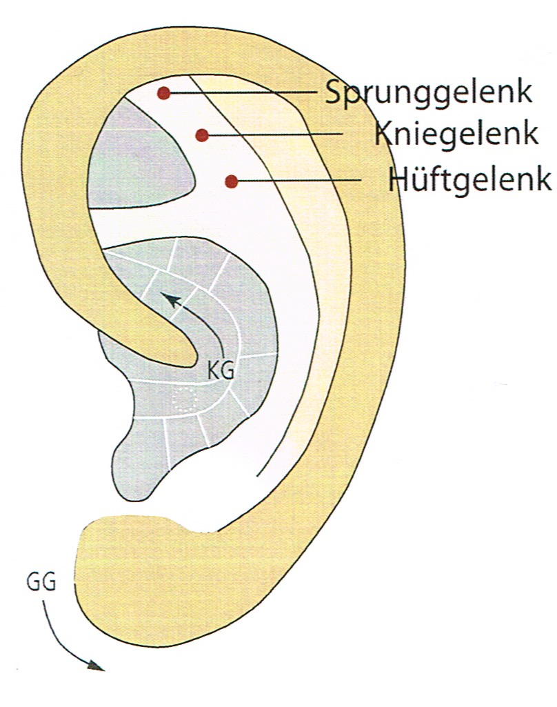Befunderhebung und Kontrolle erfolgen über das Ohr, die Behandlung über den Körper.