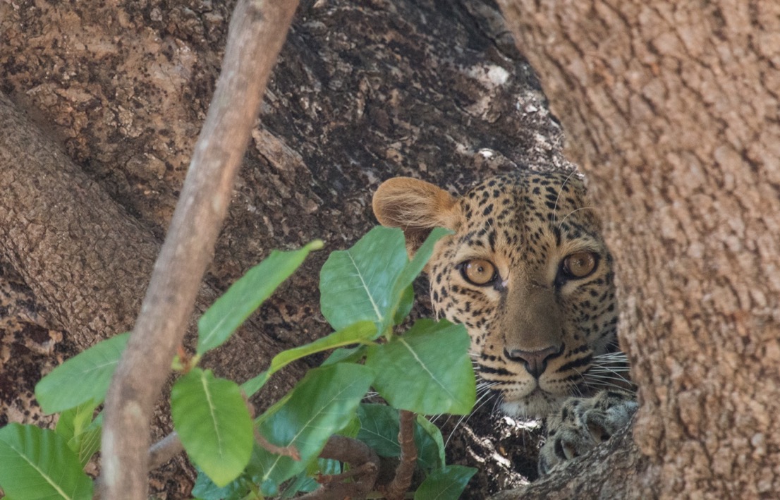 Sambia Reise 2023, Leopard