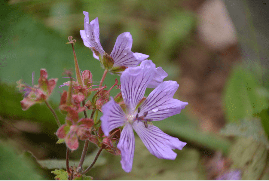 Geranium renardii `Tcschelda`