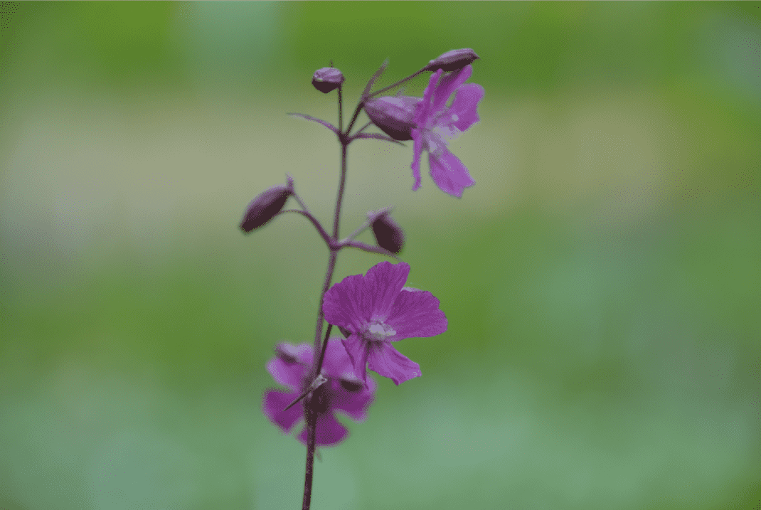 Lychnis	viscaria ssp. atropurpurea