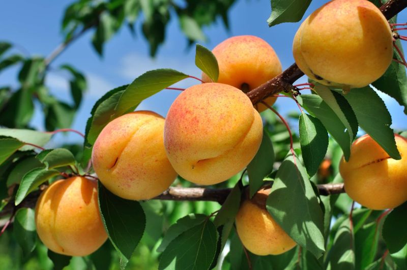 Thurgauer Aprikosen verwenden wir für unser feines Amaretto-Apricot Glacé