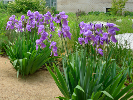 Iris barabata-elatior (lila)
