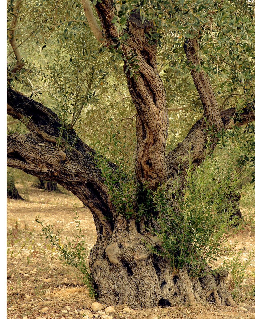 Olivenbaum und Erinnerungen: Eine Geschichte über den wahren Wert