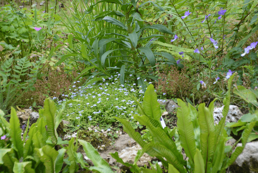 Lobelia pendunculata (Pratia pedunculata, Isotoma fluviatilis)