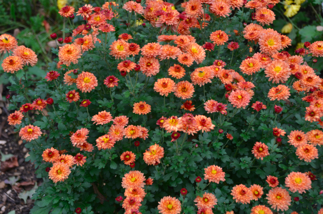 Chrysanthemum Indicum-Hybride 'Herbstbrokat'