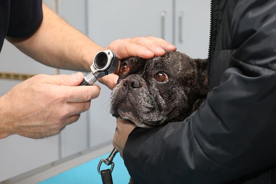 Tierarzt kontrolliert die Augen eines Hundes