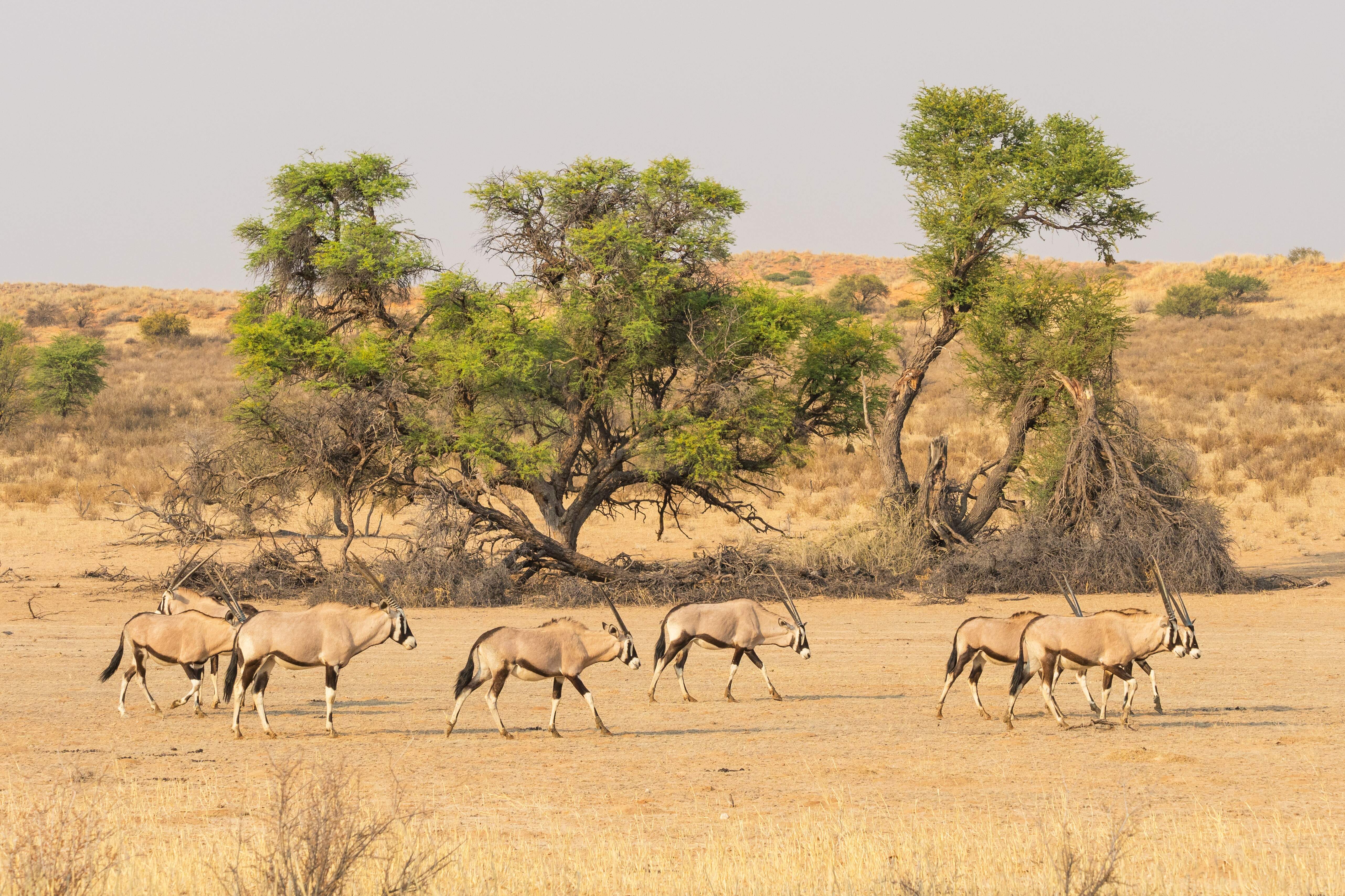 Botswana Reise 2022, Kalahari, Oryx
