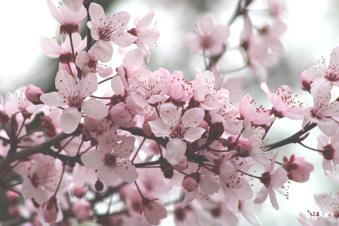 cherry-blossoms-4846635_1280jpg