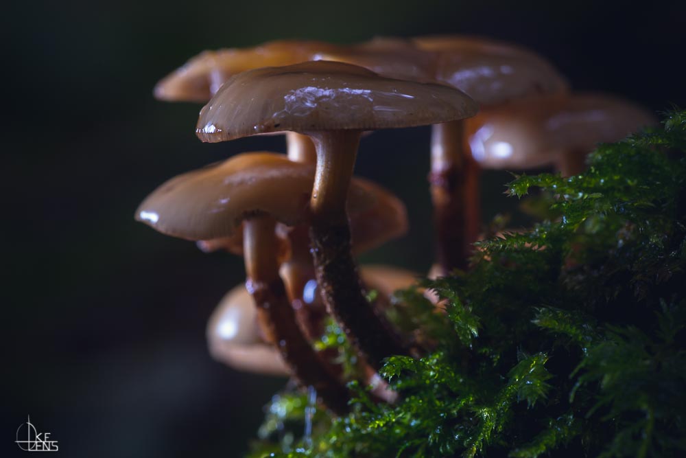 Mystic Mushroom VII