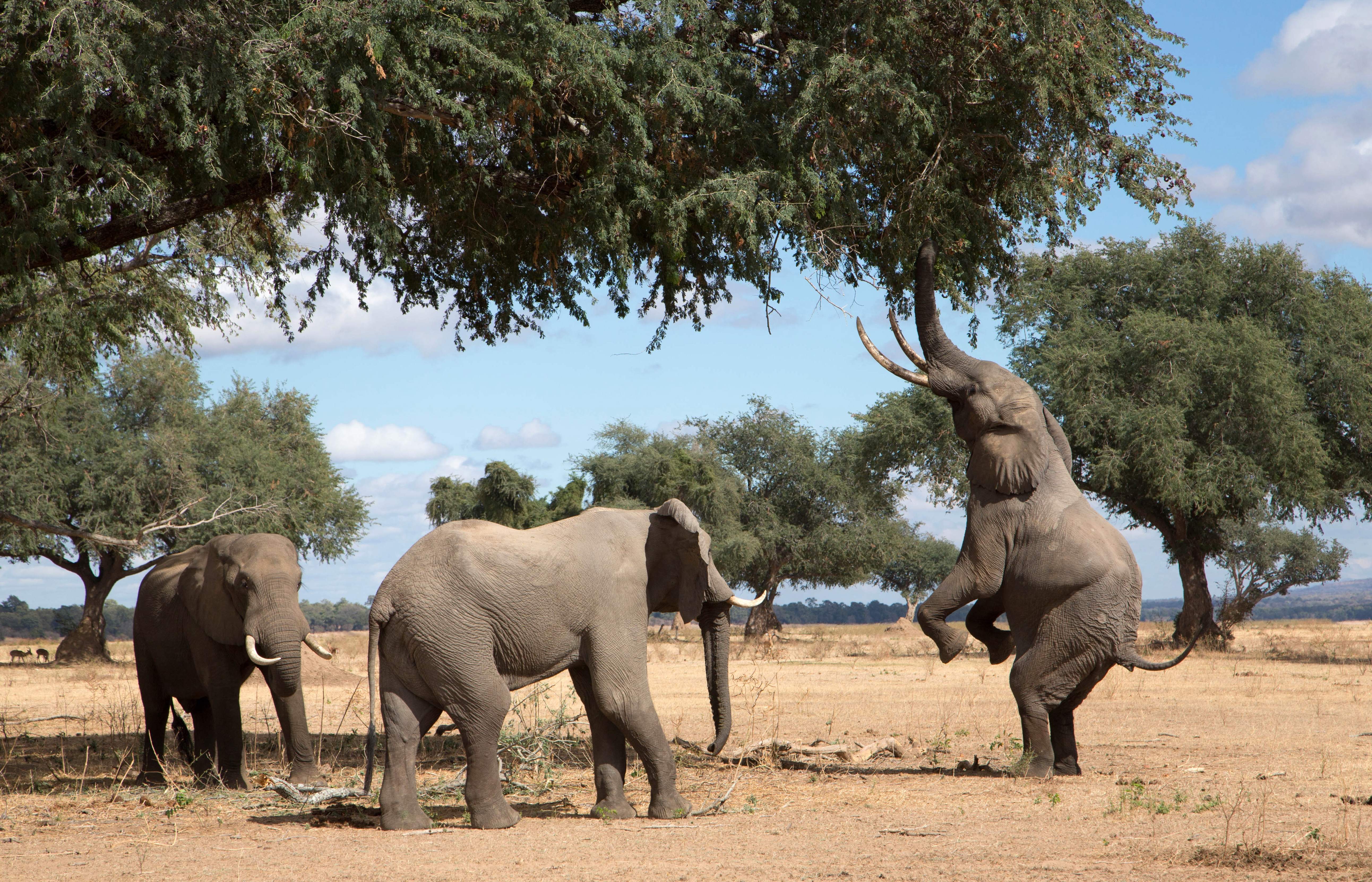 Simbabwe, Mana Pools, Elefant