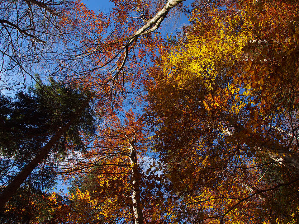 Karte Wald im Herbstkleid