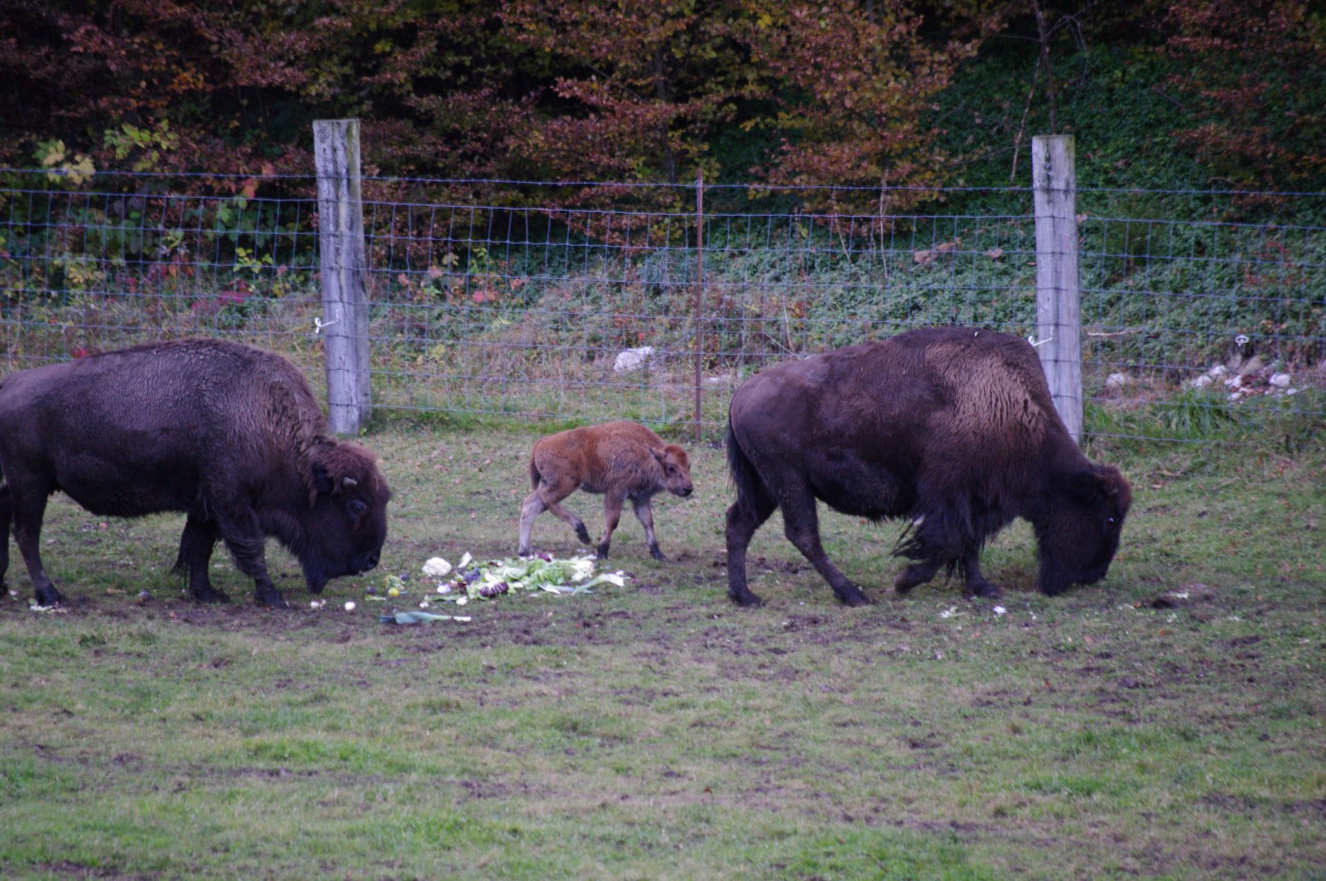 Für Nachwuchs bei den Bisons ist gesorgt