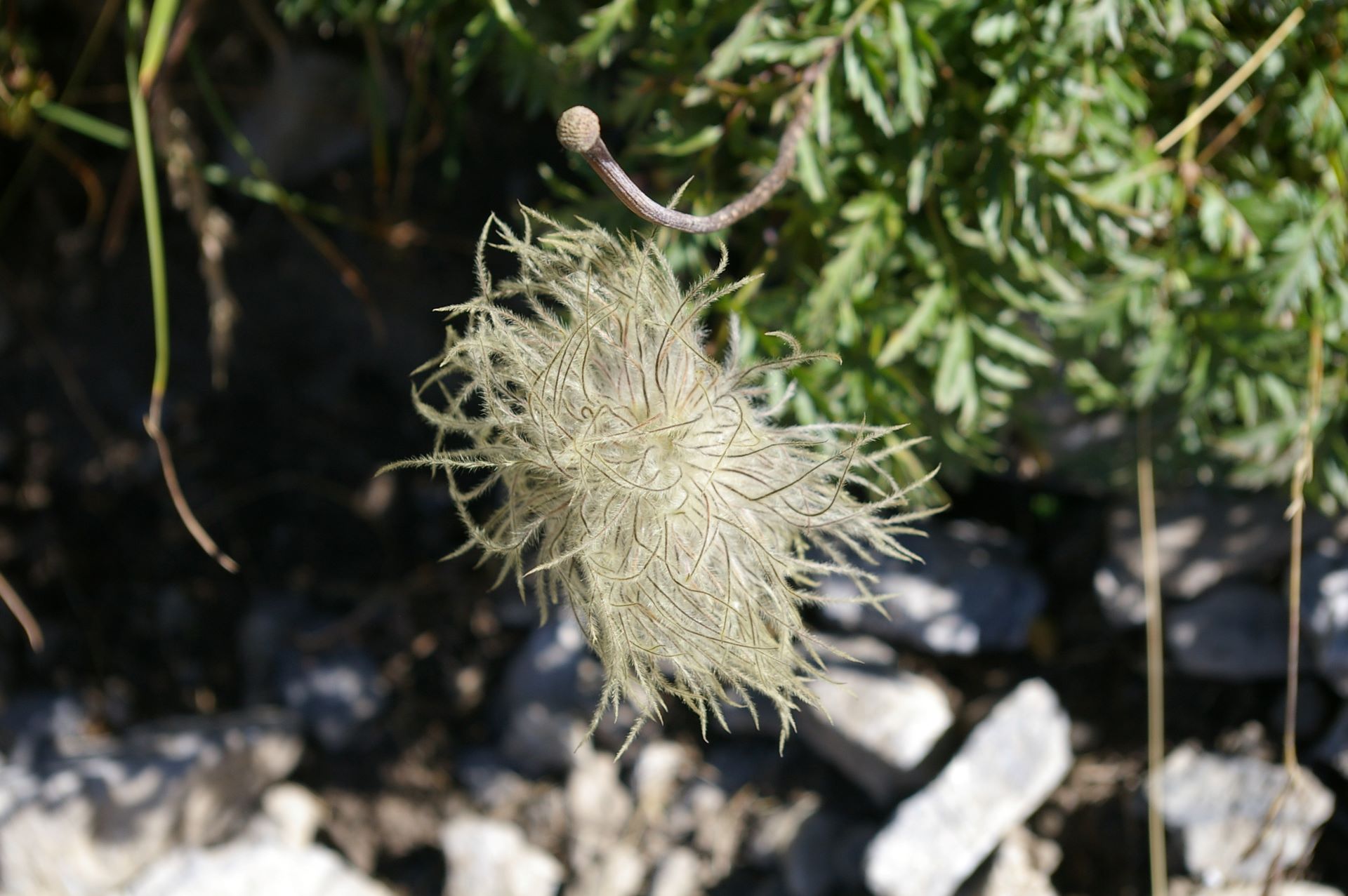 Eine weisse Alpen-Anemone ziert den Weg