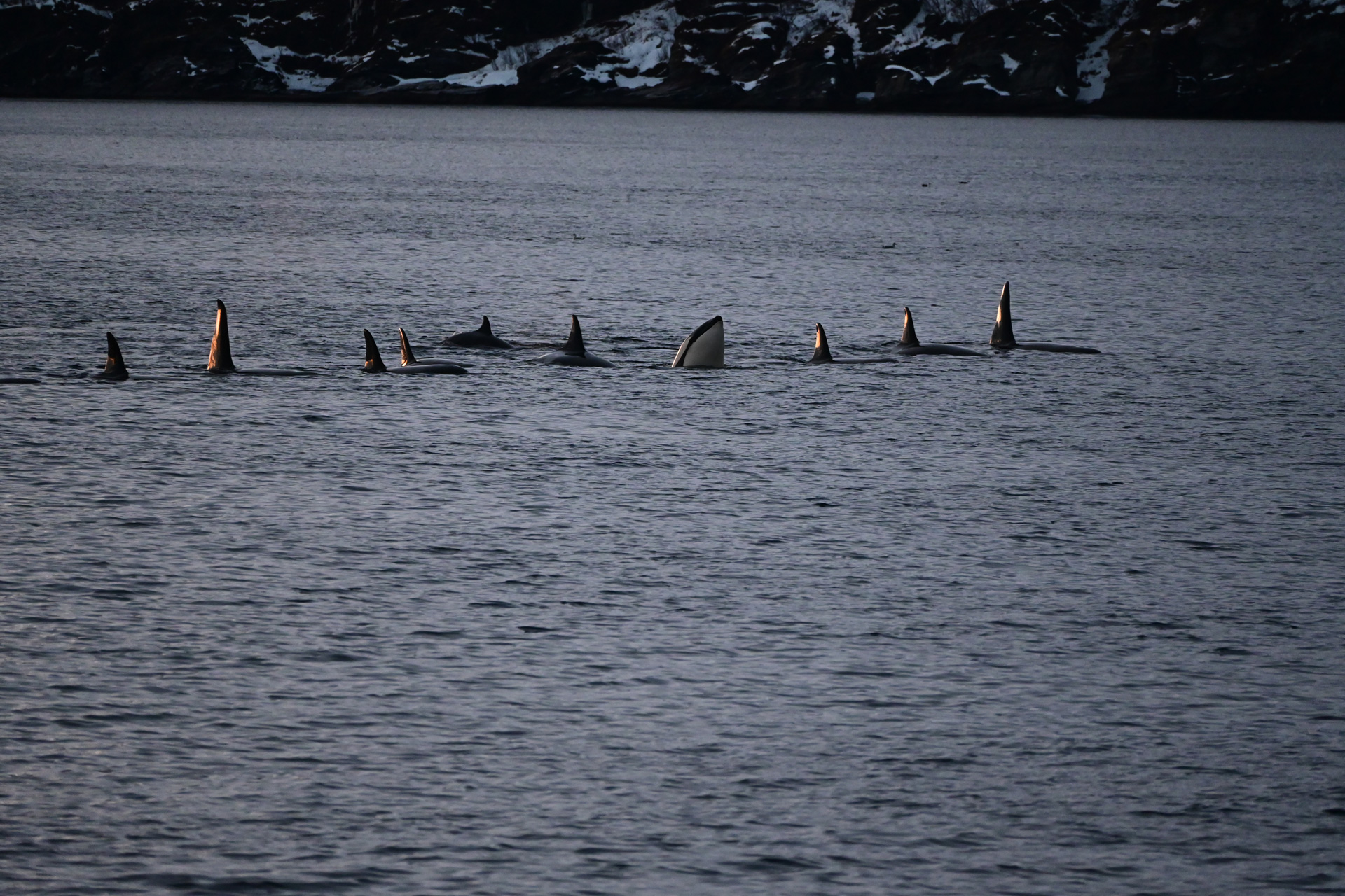 Die Orcas besichtigen uns