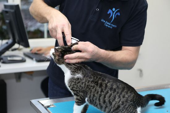 Tierarzt kontrolliert die Ohren der Katze