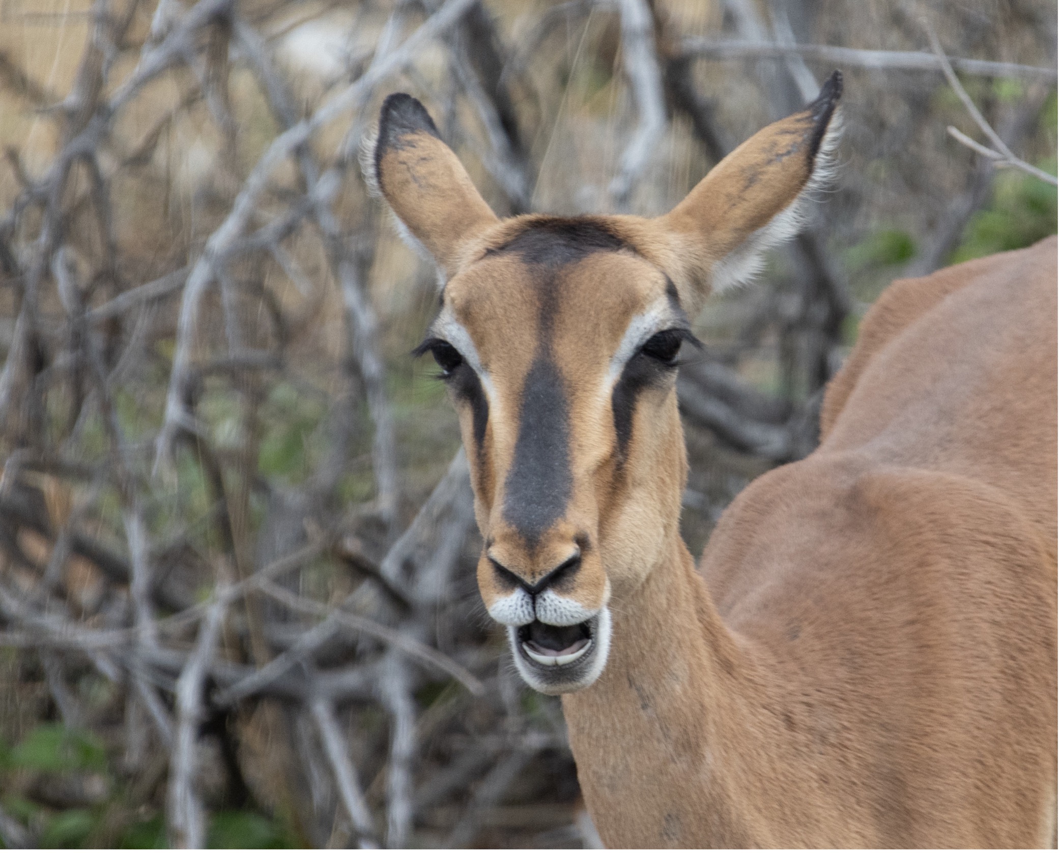 Schwarznasen-Impala - Black-faced Impala, Etosha National Park
