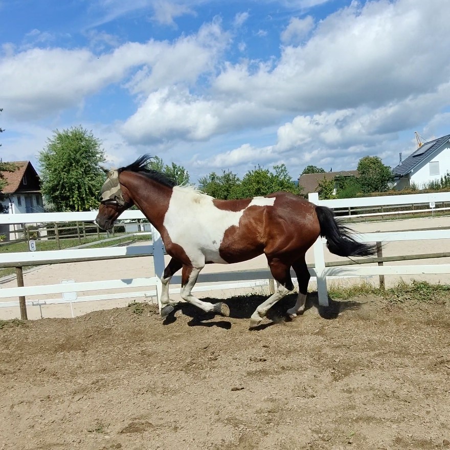 Horsemanship Basis Herbstkurs mit eigenem Pferd 9/16/23/30 November 2024