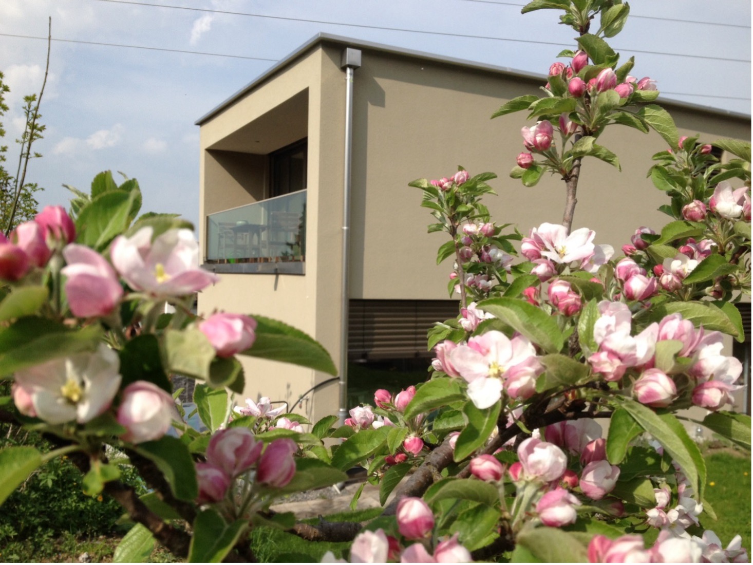 Gartenansicht Einfamilienhaus und Apfelblüten