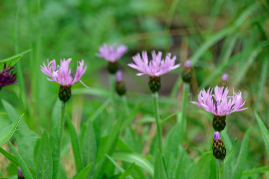 Centaurea montana `Carnea`