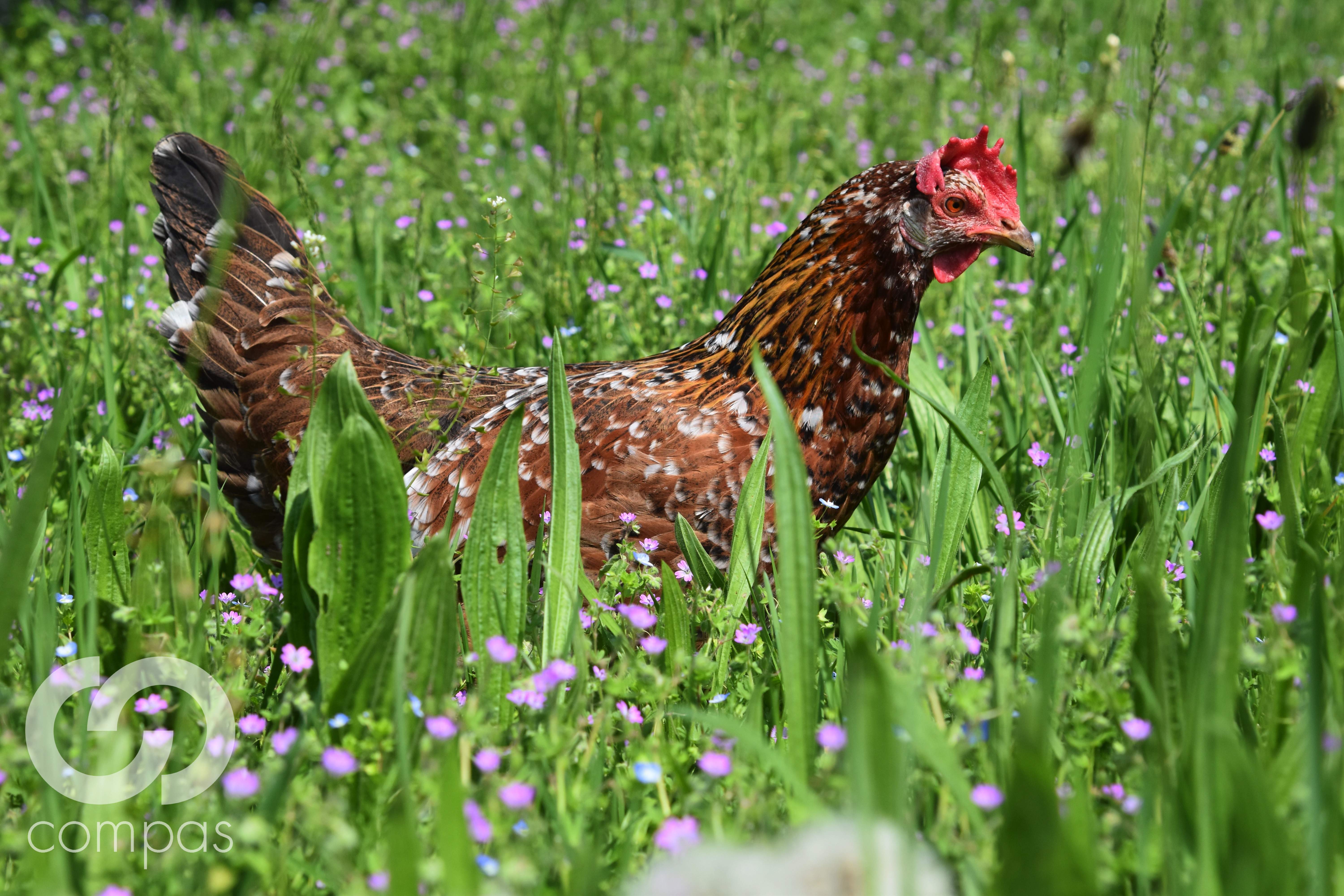Tierpatenschaft Huhn: Ein Jahr