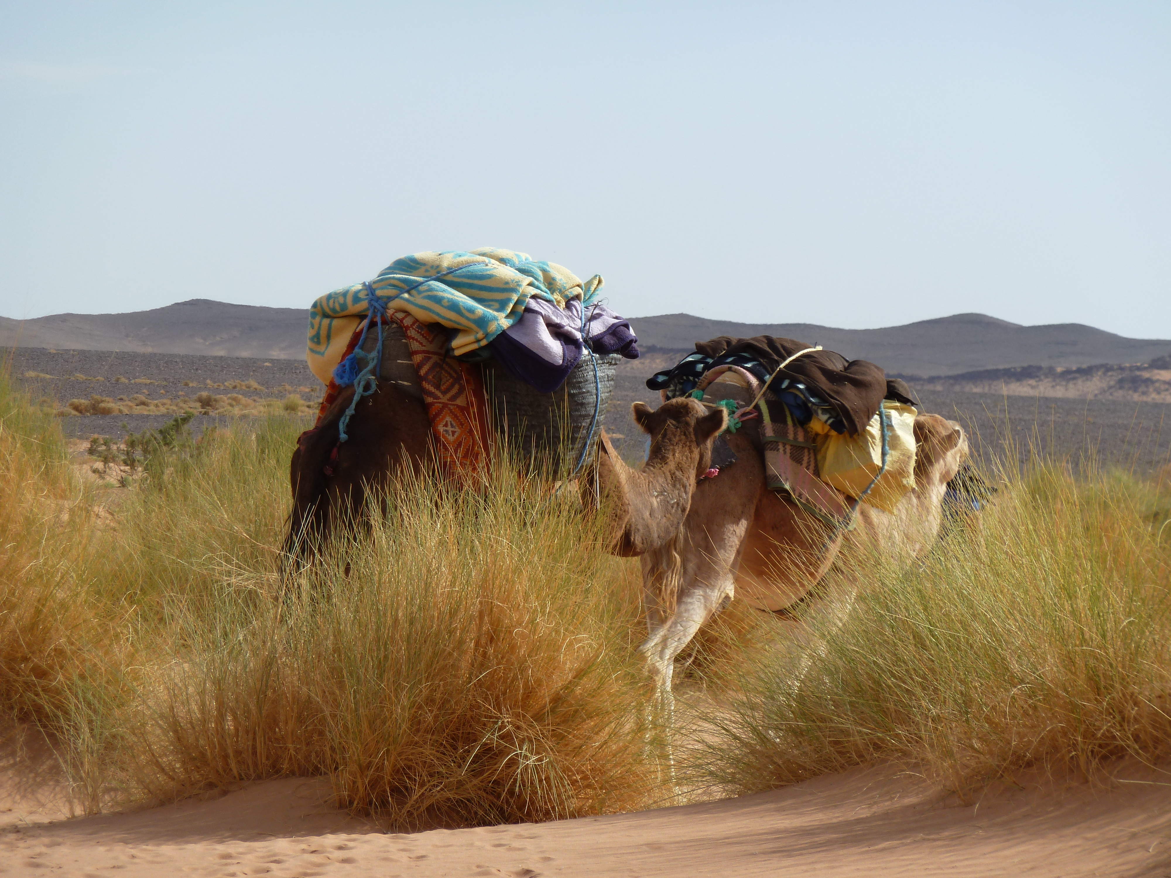 Wüsten-Trekking