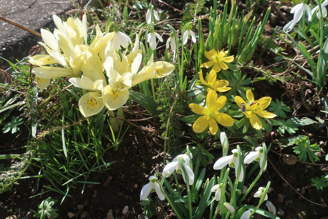 Iris, Schneeglöckchen und Winterlinge mit 2 Wildbienen