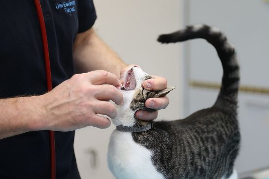 Maulinspektion: Tierarzt beurteilt die Schleimhäute und fürt die Zahnkontrolle durch