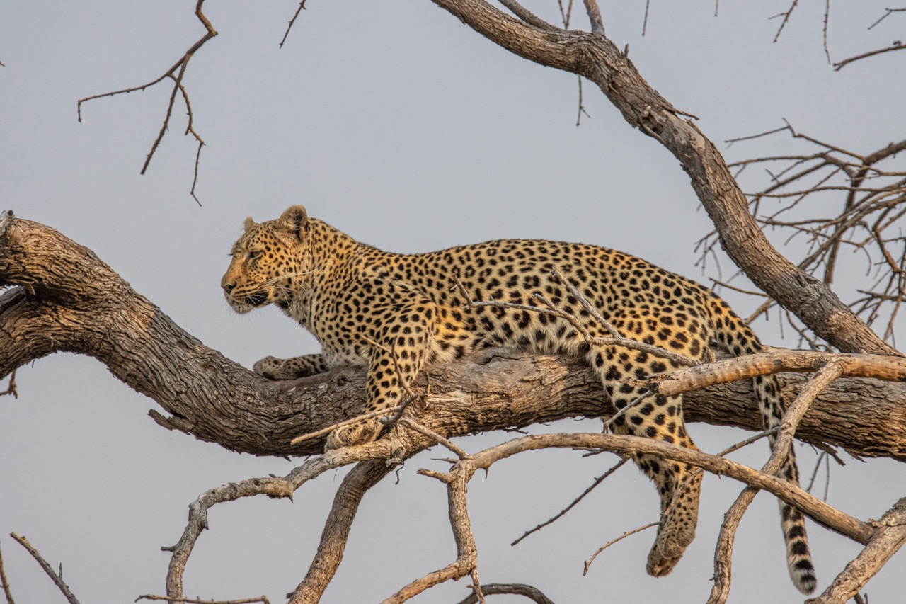 Khwai Private Game Reserve, Leopard