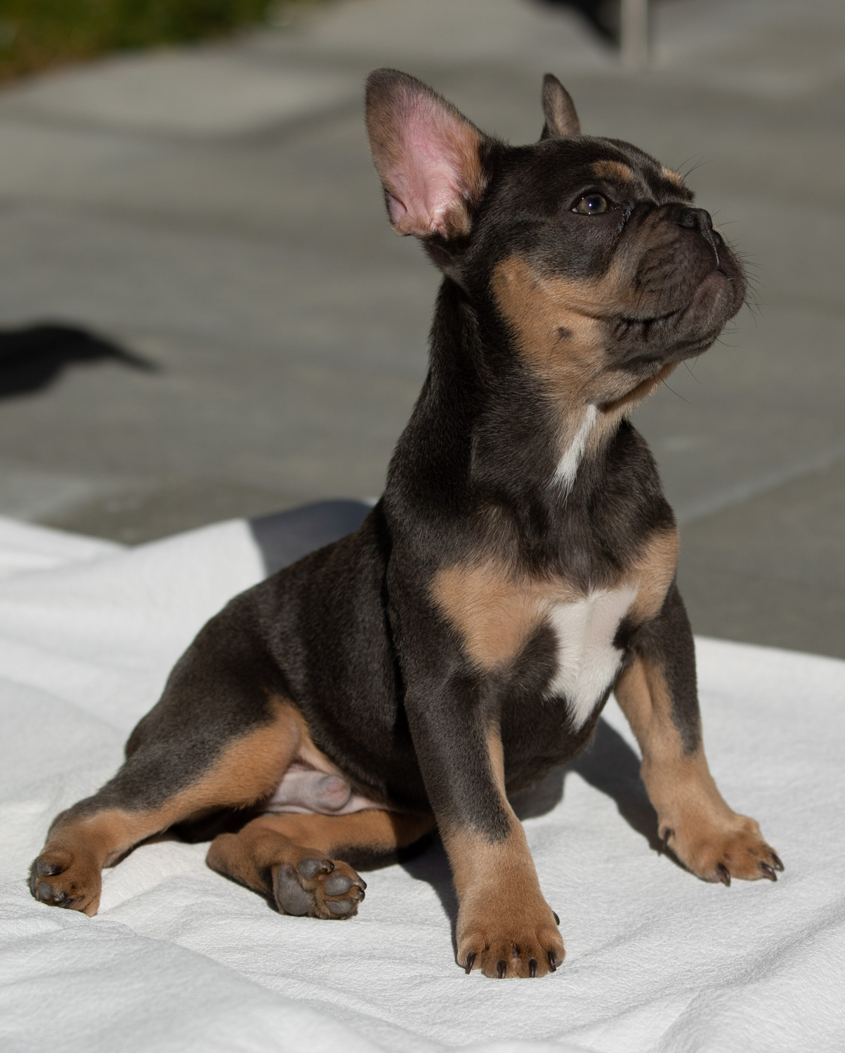 French Bully Baby