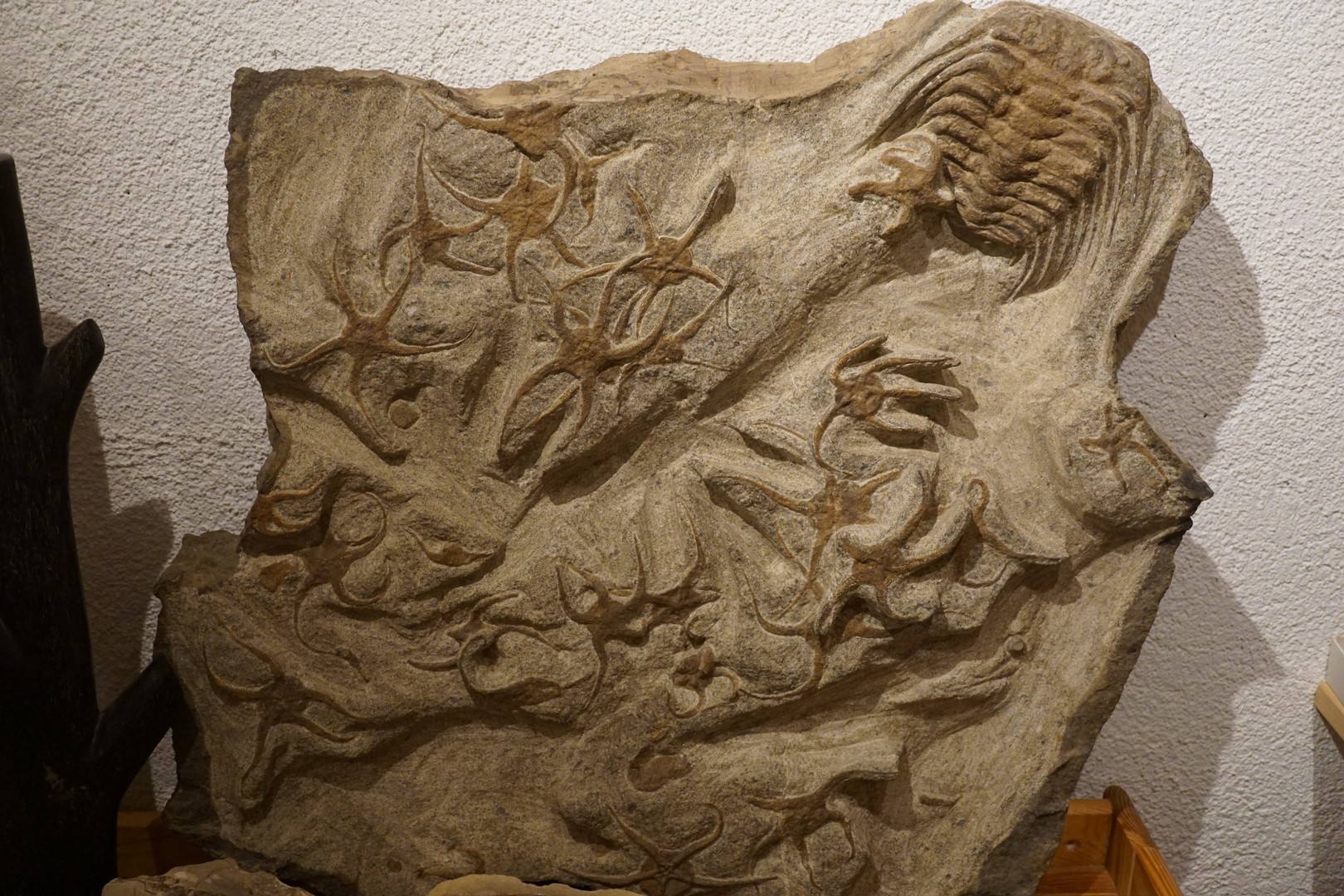 Platte Seestern/Trilobit
