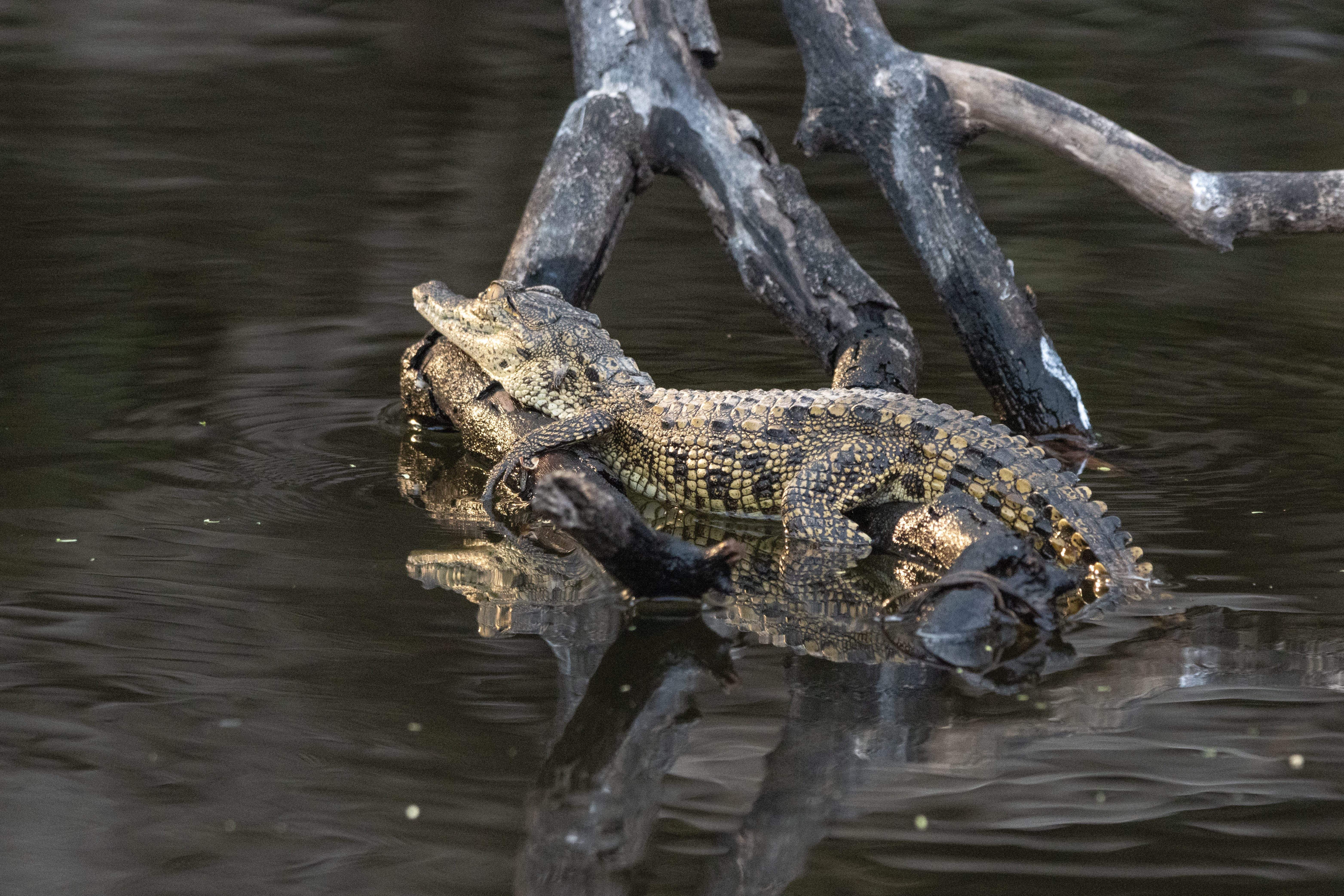 Photo Safari Botswana 2024, Krokodil