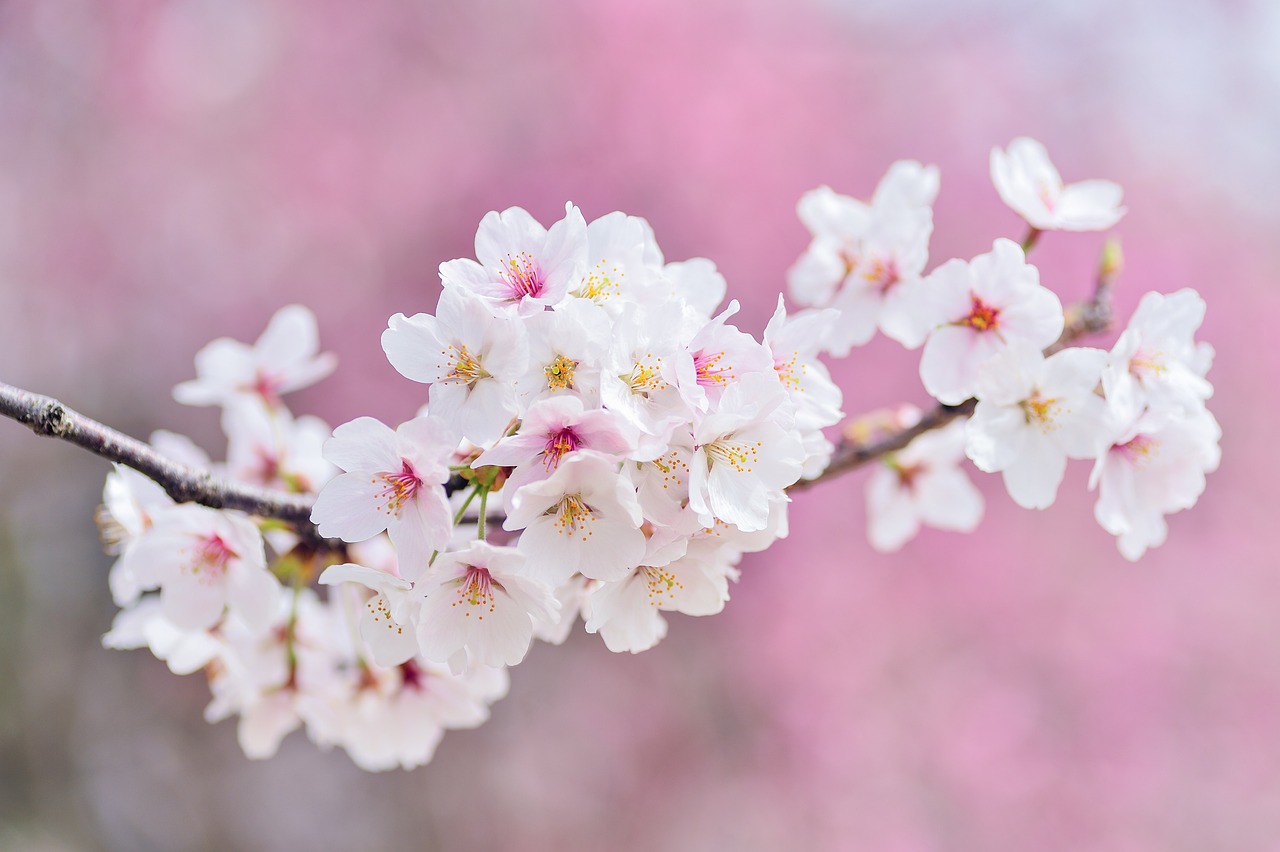 cherry-blossoms-2218781_1280jpg