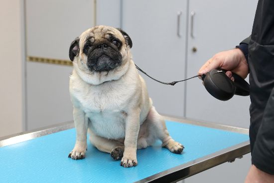 Mit der Ruhe und Gelassenheit der Besitzer haben Hunde in der Regel einen entspannten Arztbesuch