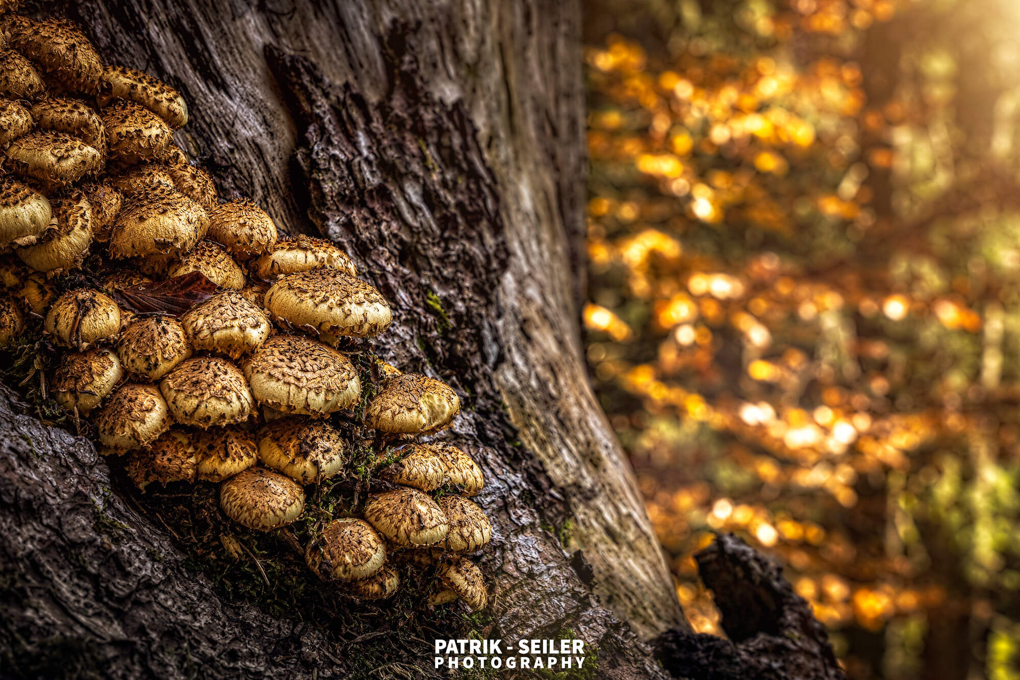Forest mushrooms - Switzerland