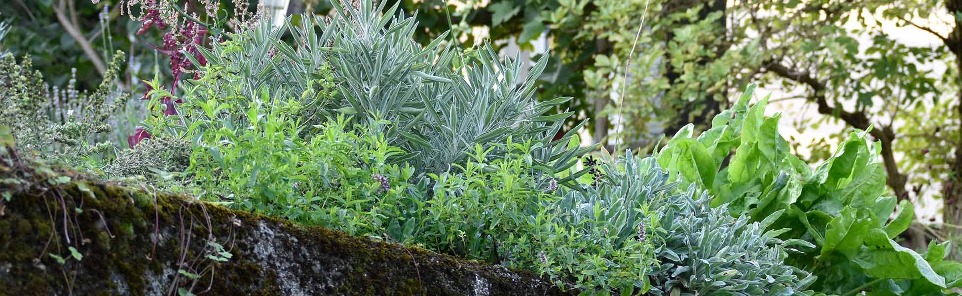 in Wetzikon - bringt Vielfalt in den Garten und die Küche