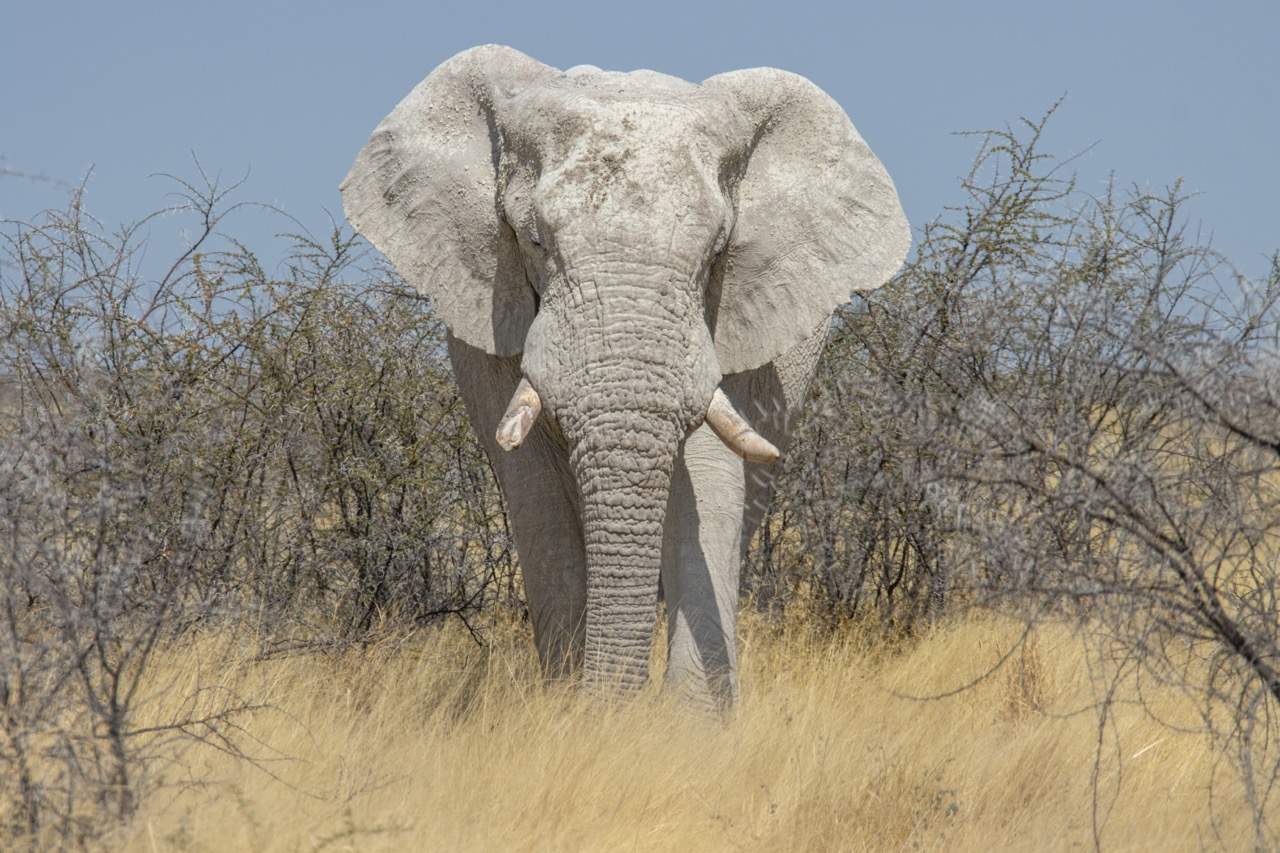 Namibia Reise 2023, Etosha, Elefant