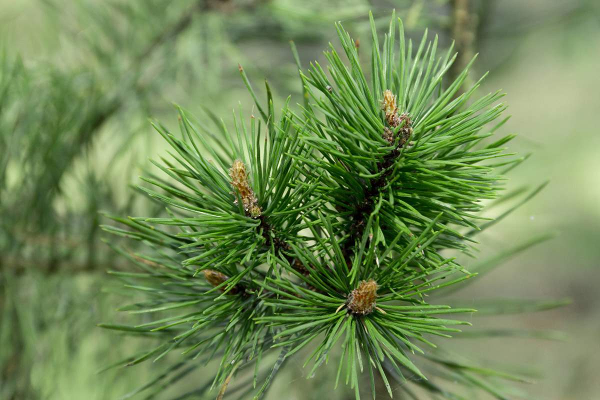 Bright green pine branches with needles