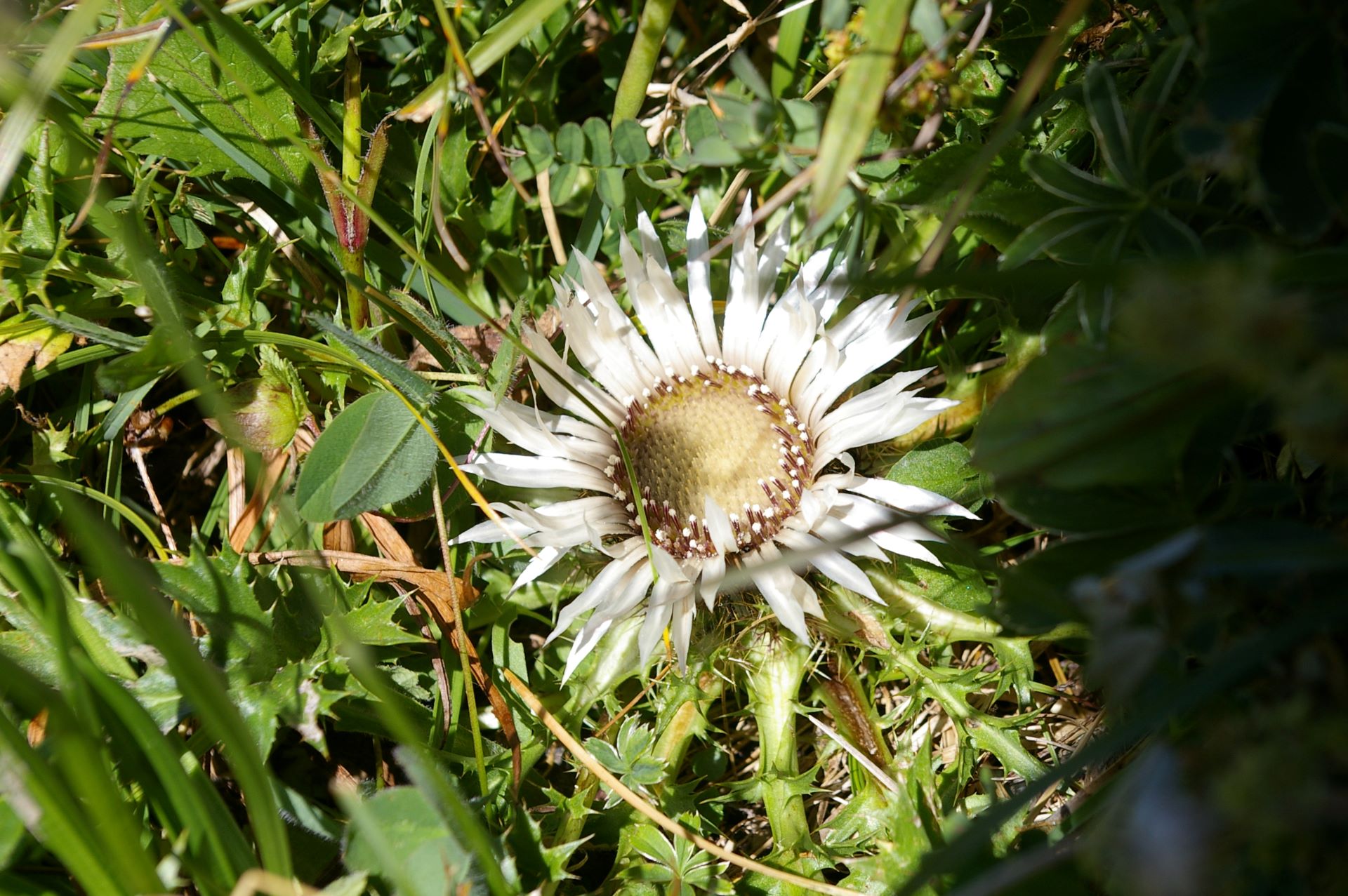 Blumen werden immer seltener, ausser die Disteln