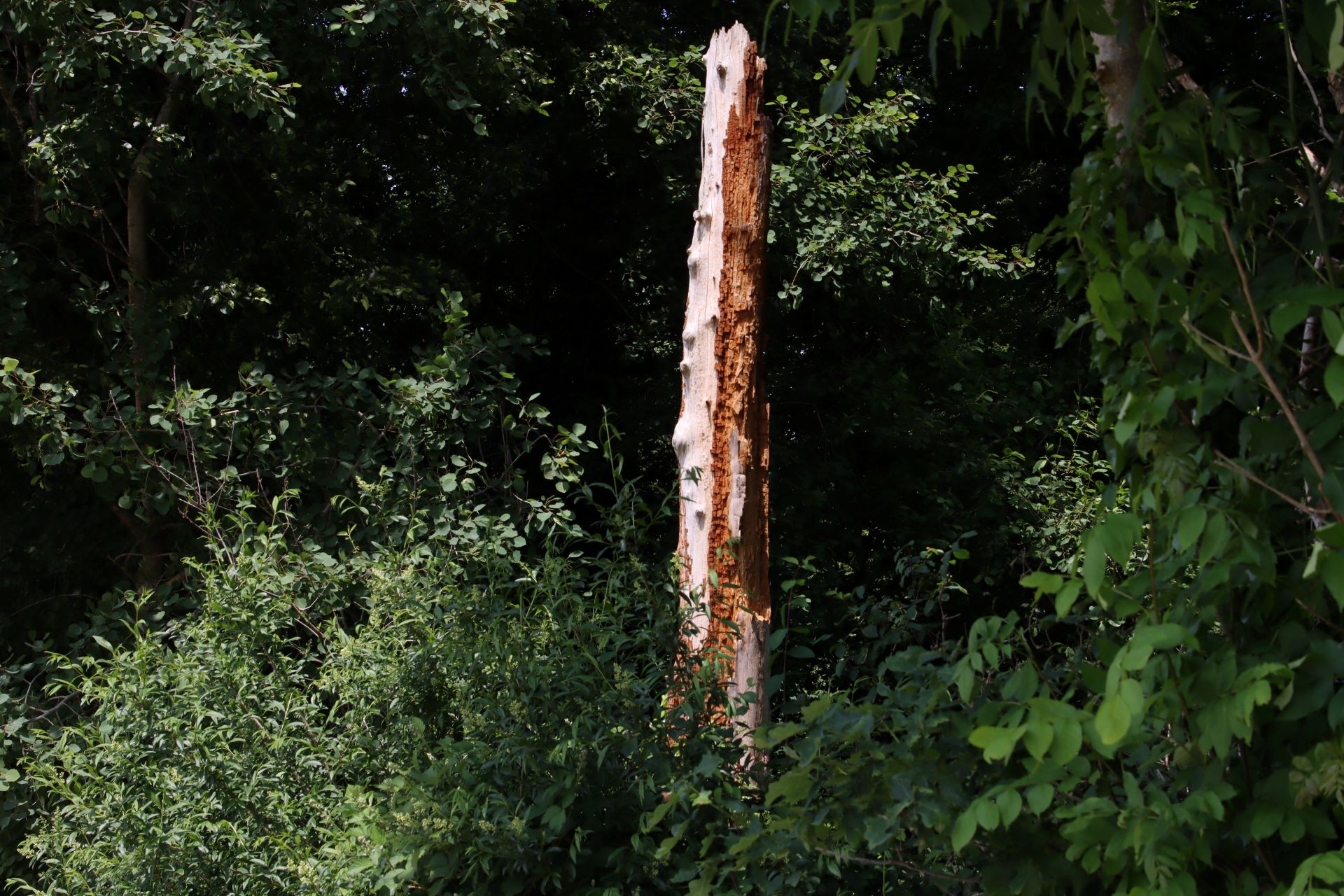 Ottenbach liegt an der Reuss, hat aber auch grosse Waldflächen