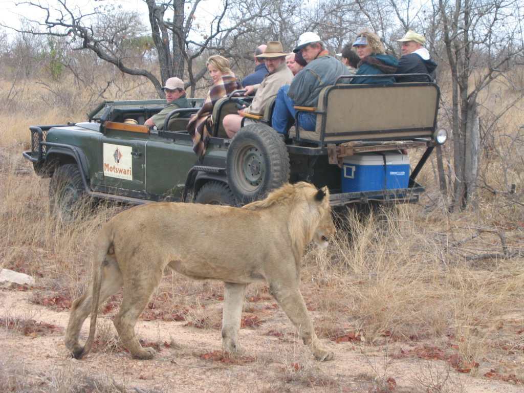 safari | motswari game lodge