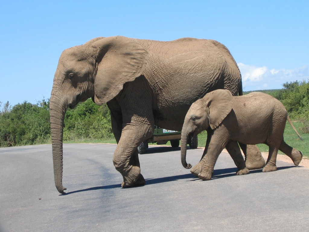 Addo-Elefanten-Nationalpark (afrikaans: Addo Olifant Nasionale Park, englisch: Addo Elephant Nation